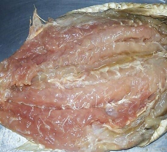 طريقة عمل الفسيخ