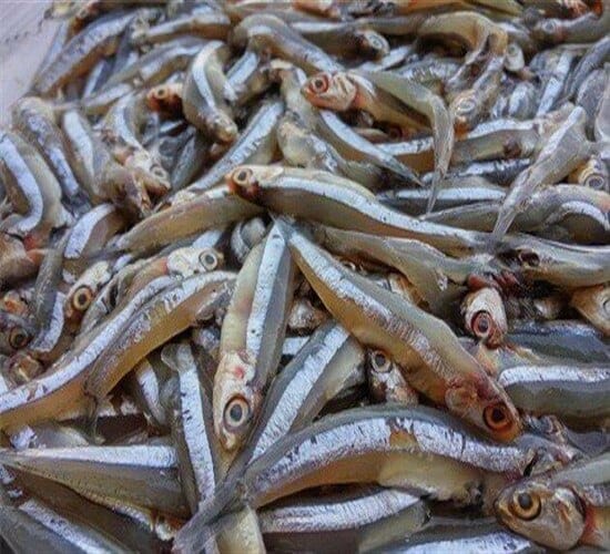 طريقة عمل الملوحة البساريا